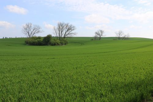 nature field spring