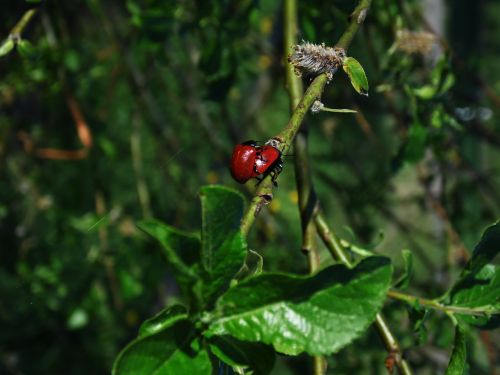 nature animal flower