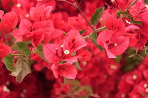 nature flower branch