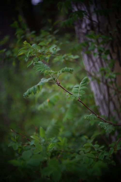 nature forest foliage