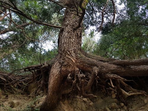 nature life tree