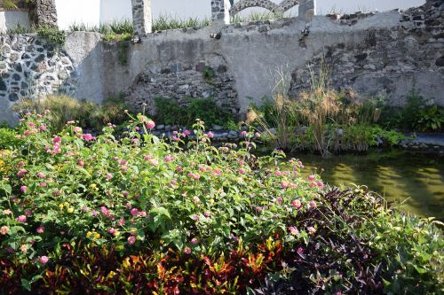 nature water flowers