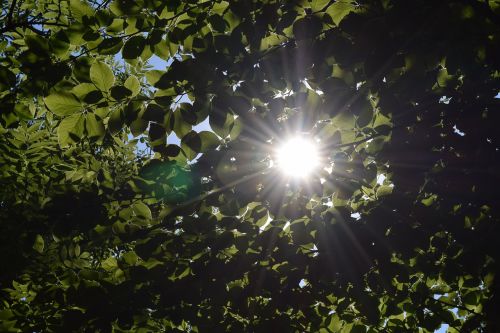 nature wood foliage