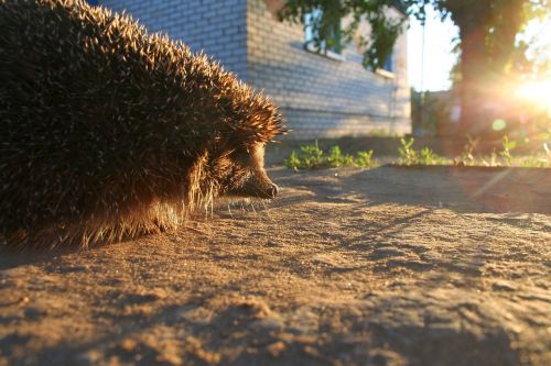 nature hedgehog living nature