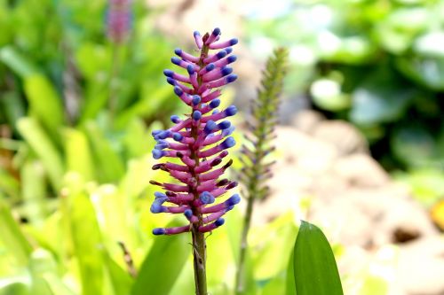 nature flower plants