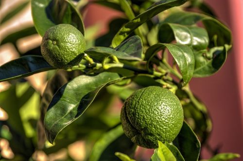 nature fruits fruit