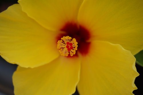 nature flower yellow