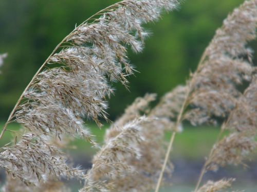 nature reed grass