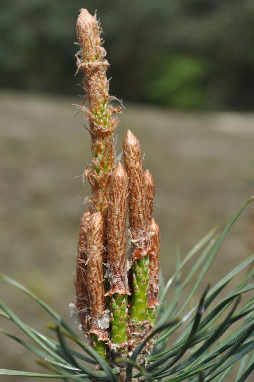 nature macro closeup