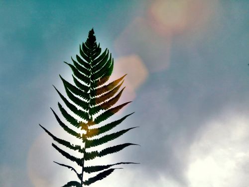 nature sky leaf