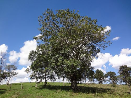 nature trees peace