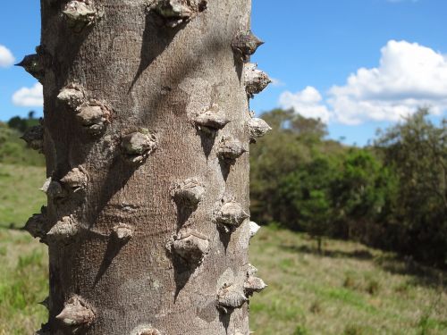 nature trees thorns