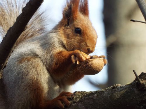 nature animals squirrel