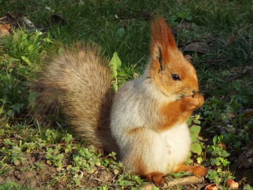 nature animals squirrel