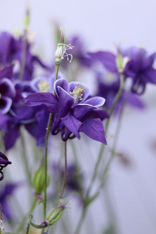 nature purple flowers