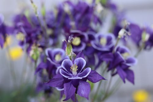 nature purple flowers