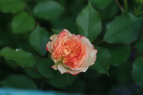 nature pink rose
