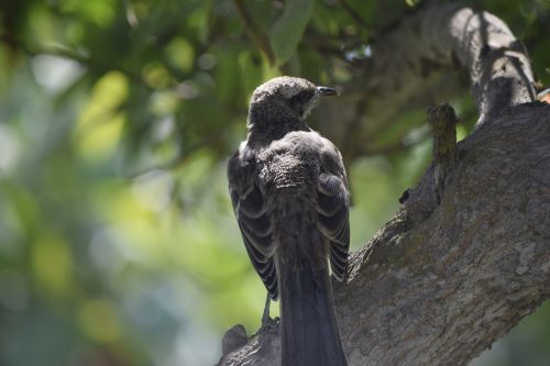 nature birds animal