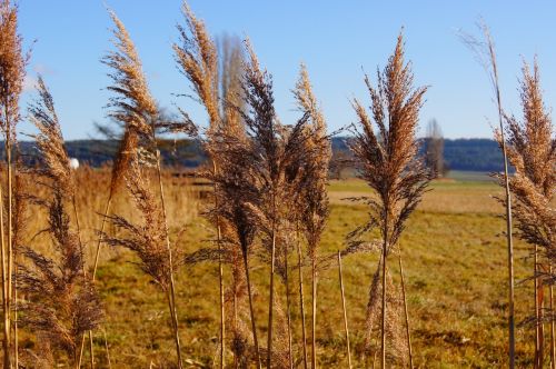 nature reed plant