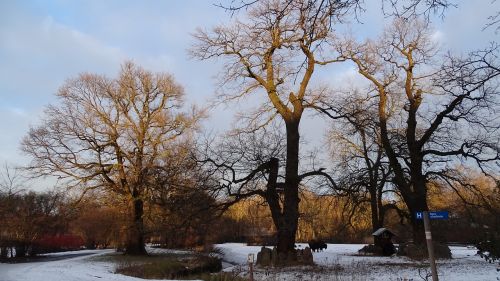 nature trees landscape