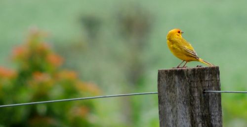 nature bird canary