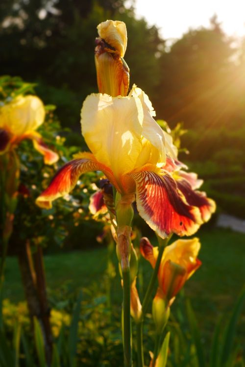 nature flower red