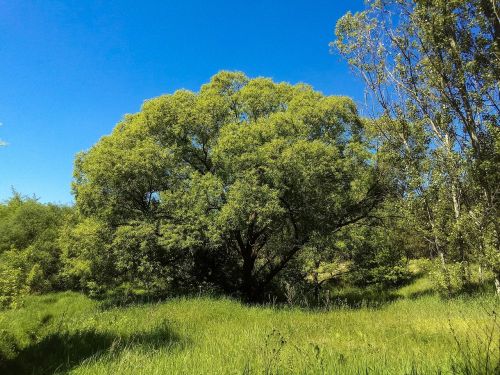 nature tree blue