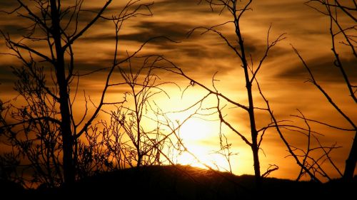 nature trees sunset