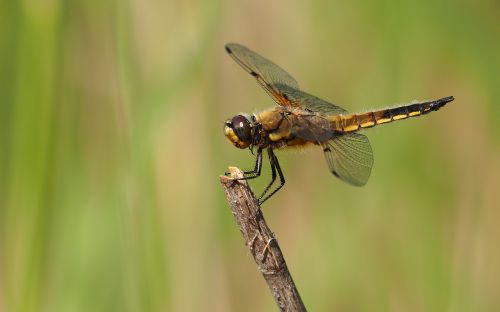 nature dragonfly macro