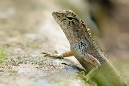 nature lizard animal