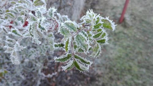 nature frost frozen