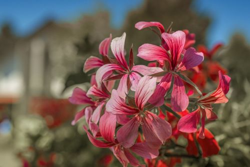 nature flowers plant