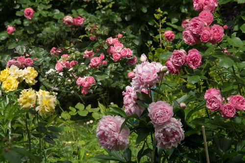 nature garden flowers