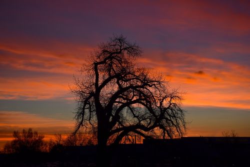 nature tree scene