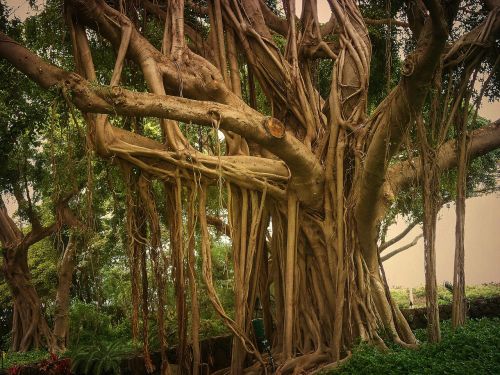 nature tree plant