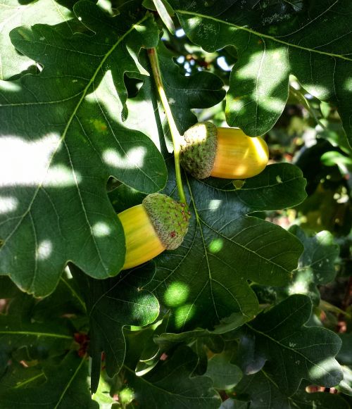 nature green acorns