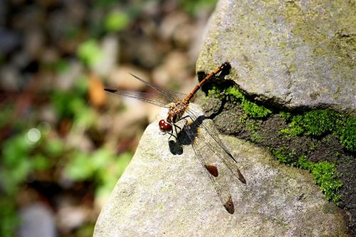 nature forest insects