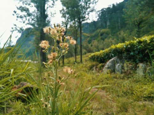 nature flower sri lanka