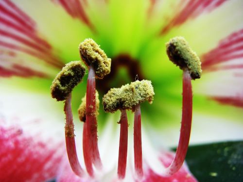 nature macro flower