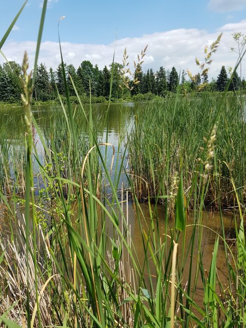 nature lakes reed