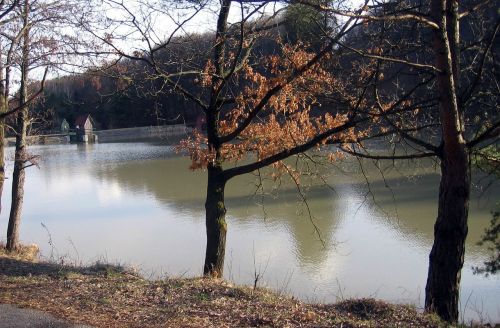 nature lake trees