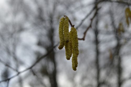 nature flowers tree