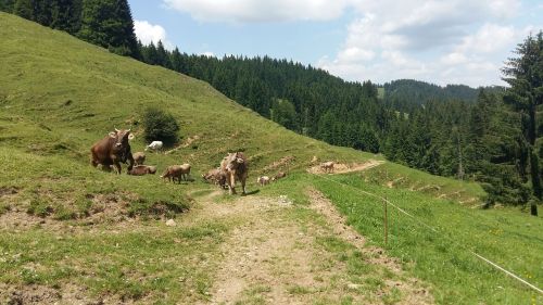 nature cow cows