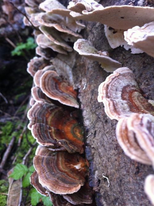 nature mushroom log