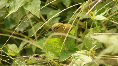 nature animals armenia