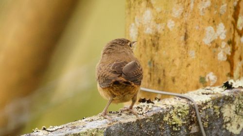 nature birds guatica