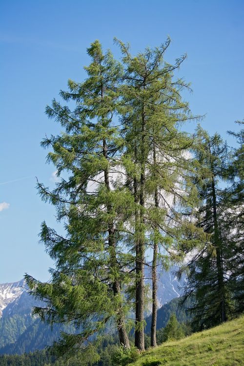 nature trees larch