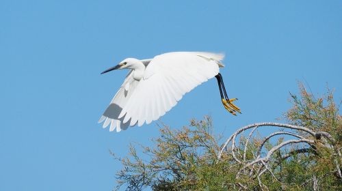 nature bird egret