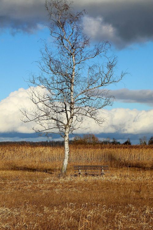 nature tree birch