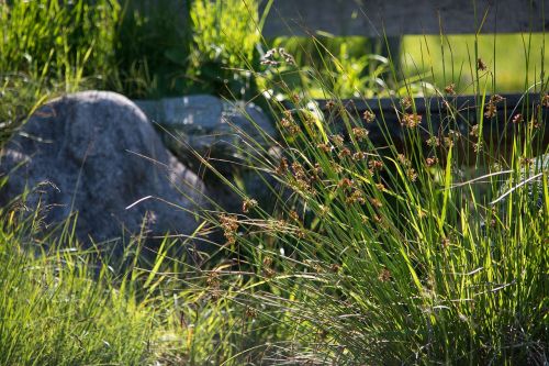 nature grasses meadow